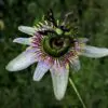 Passiflora alnifolia - Alder-leaved Passion Flower Maracuja - Image 3