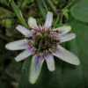 Passiflora alnifolia - Alder-leaved Passion Flower Maracuja - Image 4