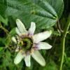 Passiflora alnifolia - Alder-leaved Passion Flower Maracuja - Image 5
