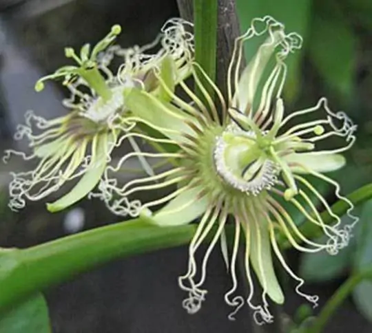 Passiflora auriculata / Passiflora torta / Cieca auriculata - Passionfruit Black Sweet Maracuja, Black Sweet Granadilla - Image 9