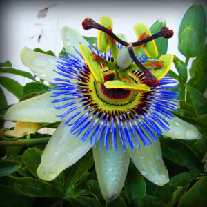 Passiflora caerulea - Blue Passion Fruit Maracuja