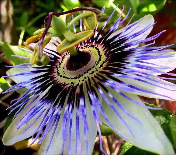 Passiflora caerulea - Blue Passion Fruit Maracuja - Image 3