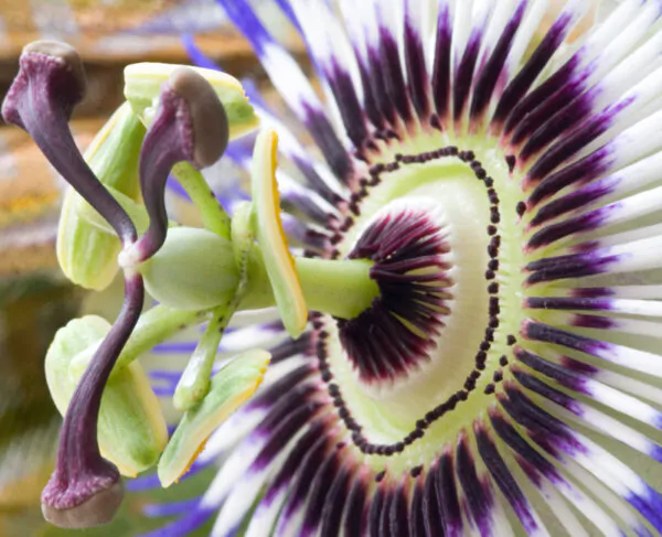 Passiflora caerulea - Blue Passion Fruit Maracuja - Image 4