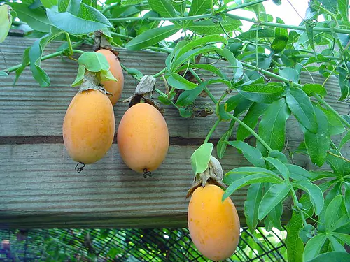 Passiflora caerulea - Blue Passion Fruit Maracuja - Image 6