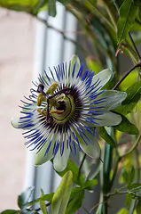 Passiflora caerulea - Blue Passion Fruit Maracuja - Image 9