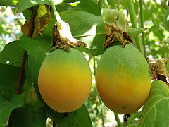 Passiflora caerulea - Blue Passion Fruit Maracuja - Image 10