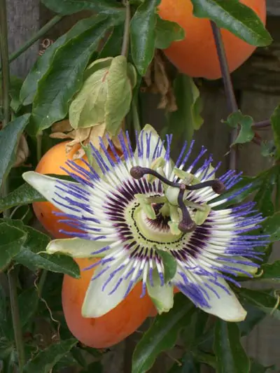Passiflora caerulea - Blue Passion Fruit Maracuja - Image 12