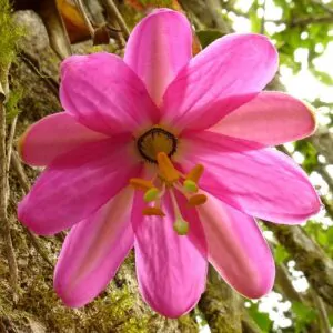 Passiflora coactilis - Tauso Passionflower Maracuja