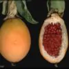 Passiflora Collection - Kit 75 Passionflower Seeds - Passion Fruit Seeds Combo - 5 Seeds from 15 different species - Image 3