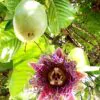Passiflora Collection - Kit 75 Passionflower Seeds - Passion Fruit Seeds Combo - 5 Seeds from 15 different species - Image 5