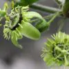 Passiflora Collection - Kit 75 Passionflower Seeds - Passion Fruit Seeds Combo - 5 Seeds from 15 different species - Image 6