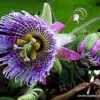 Passiflora Collection - Kit 75 Passionflower Seeds - Passion Fruit Seeds Combo - 5 Seeds from 15 different species - Image 9