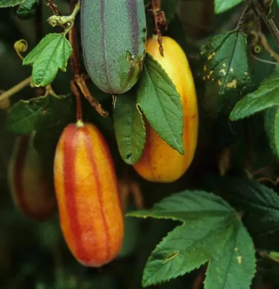 Passiflora Collection - Kit 75 Passionflower Seeds - Passion Fruit Seeds Combo - 5 Seeds from 15 different species - Image 10