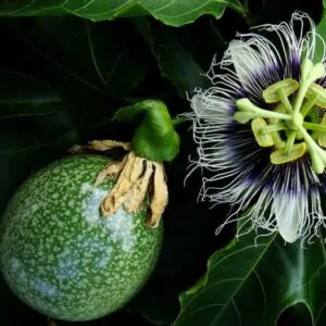 Passiflora edulis f. edulis - Gulupa Passionflower Maracuja, Chulupa, Sweet Purple Passion Fruit