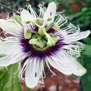 Passiflora edulis f. flavicarpa - Caramel Passion Fruit Maracuja, Sweet Giant Passion Fruit, Passion Fruit Lilikoi