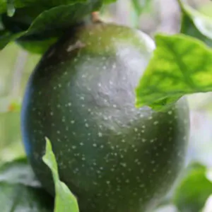Passiflora edulis 'Tango' - Tango Passionflower Maracuja