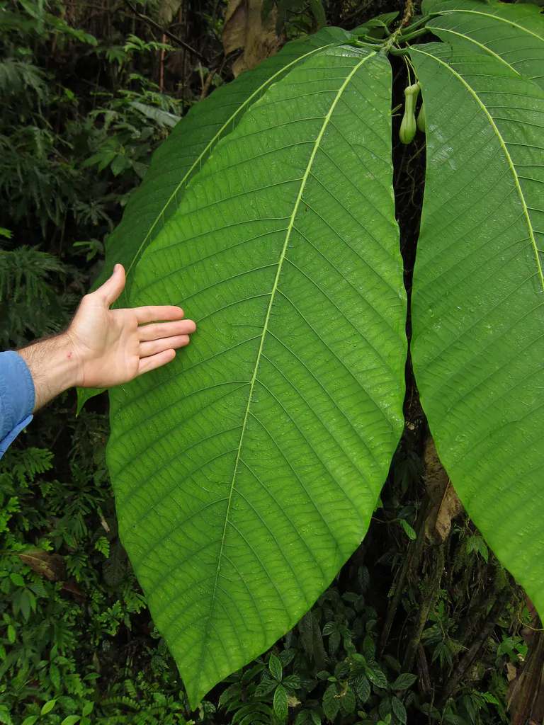 Passiflora macrophylla - Tree Passion Fruit, Passionflower Maracuja, Granadila Del Monte - Image 7