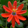 Passiflora manicata - Red Passionflower Maracuja - Image 2