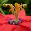 Passiflora manicata - Red Passionflower Maracuja - Image 3