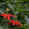 Passiflora manicata - Red Passionflower Maracuja - Image 4