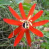 Passiflora manicata - Red Passionflower Maracuja - Image 5