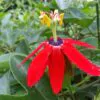 Passiflora manicata - Red Passionflower Maracuja - Image 6