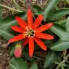 Passiflora manicata - Red Passionflower Maracuja - Image 7