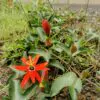 Passiflora manicata - Red Passionflower Maracuja - Image 8