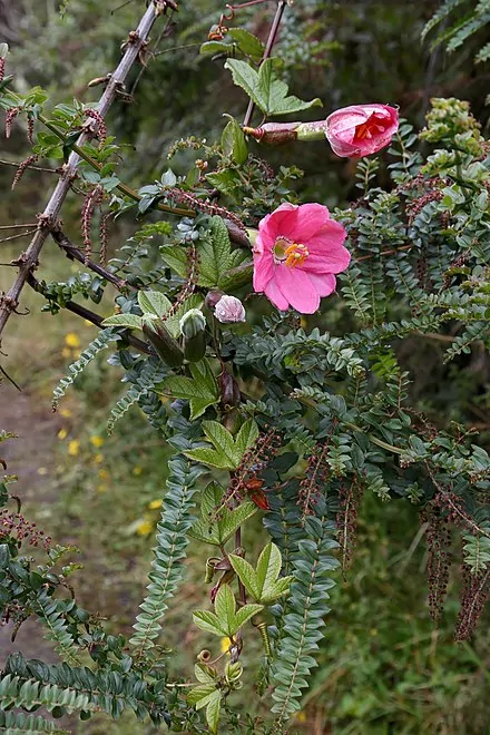 Passiflora mixta - Tumbo Passionflower Maracuja
