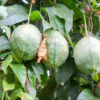 Passiflora popenovii - Perfect Passionfruit, Passionflower Maracuja - Image 2