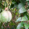 Passiflora popenovii - Perfect Passionfruit, Passionflower Maracuja - Image 3