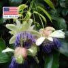 Passiflora popenovii - Perfect Passionfruit, Passionflower Maracuja - Image 4