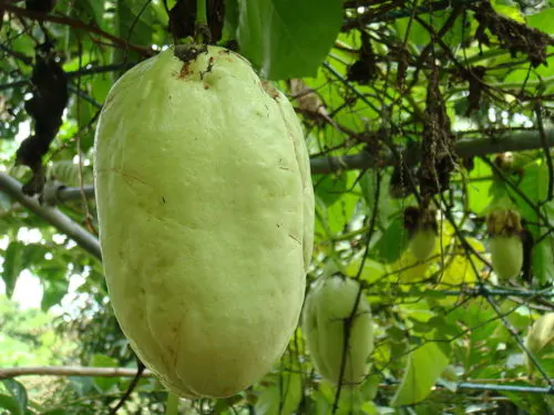 Passiflora quadrangularis - Giant Granadilla, Passionflower Maracuja - Image 6