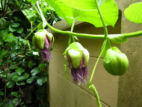 Passiflora quadrangularis - Giant Granadilla, Passionflower Maracuja - Image 8