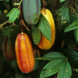 Passiflora tripartita var. azuayensis - Passionflower Maracuja Banana, Passion Fruit, Banana Passionfruit, Passionfruit Mango, Mango Passionfruit, Banana Poka, Bananadilla