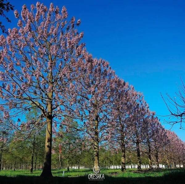Paulownia fortunei - Fortunes Empress Tree, Sapphire Tree - Image 4