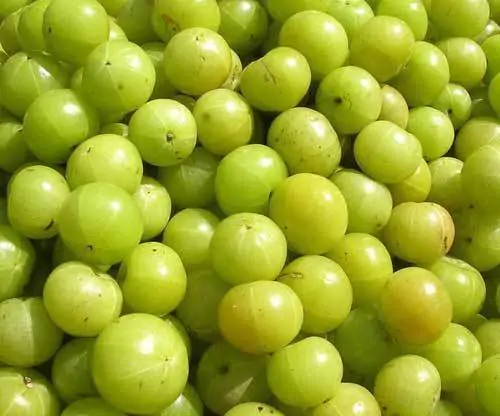 Phyllanthus emblica - Amla, Indian Gooseberry, Emblica, Amalaki - Image 2