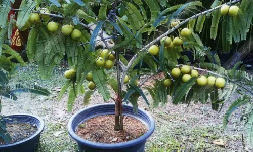 Phyllanthus emblica - Amla, Indian Gooseberry, Emblica, Amalaki - Image 4