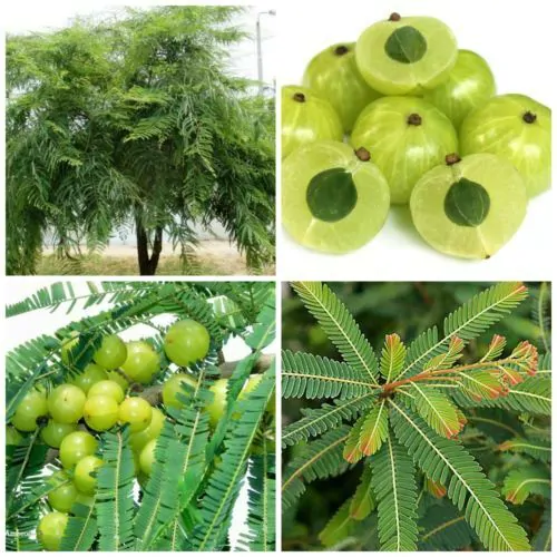 Phyllanthus emblica - Amla, Indian Gooseberry, Emblica, Amalaki - Image 6