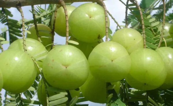 Phyllanthus emblica - Amla, Indian Gooseberry, Emblica, Amalaki - Image 7