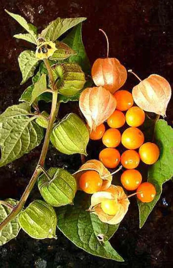Physalis peruviana 'Colombia Select' - Inca Berry - Image 5