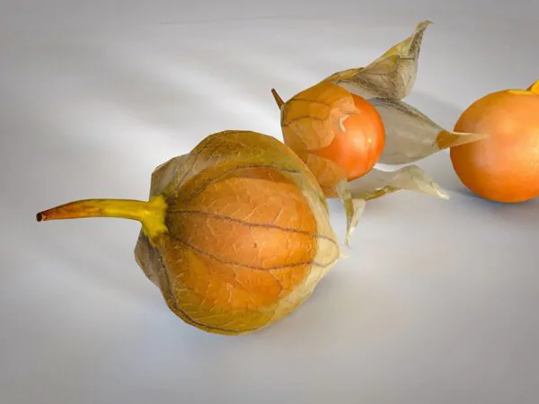 Physalis peruviana 'Colombia Select' - Inca Berry - Image 8