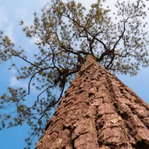 Pinus kesiya / Pinus insularis - Khasia Pine, Khasi Pine, Benguet Pine
