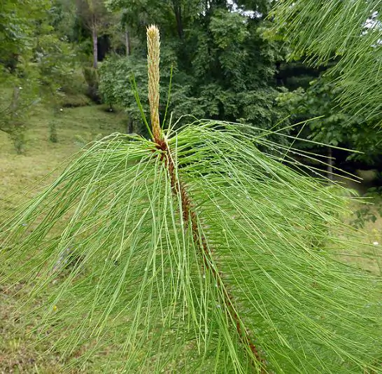 Pinus kesiya / Pinus insularis - Khasia Pine, Khasi Pine, Benguet Pine - Image 5
