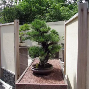 Pinus thunbergii - Japanese black pinheiro