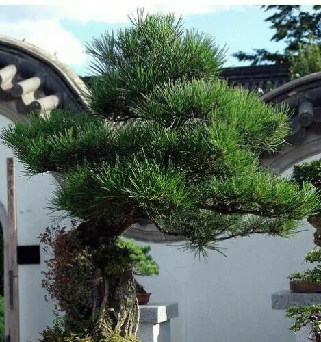 Pinus thunbergii - Japanese black pinheiro - Image 2