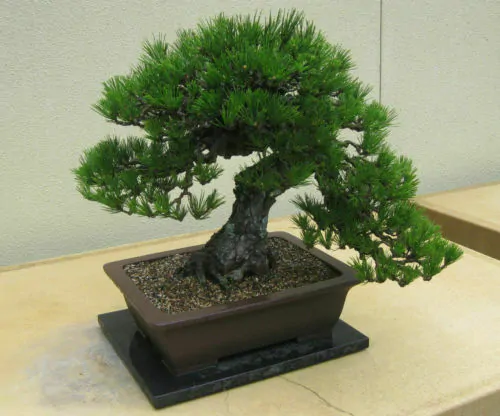 Pinus thunbergii - Japanese black pinheiro - Image 3