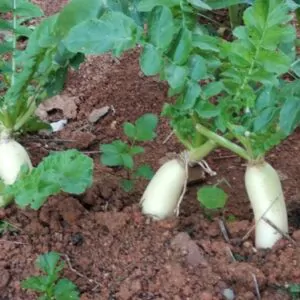 Raphanus raphanistrum subsp. sativus / Raphanus sativus var. longipinnatus - Daikon, Mooli
