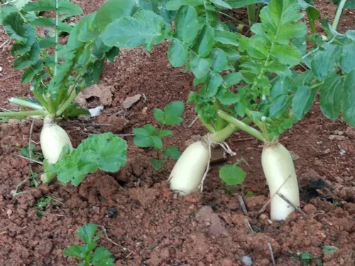 Raphanus raphanistrum subsp. sativus / Raphanus sativus var. longipinnatus - Daikon, Mooli