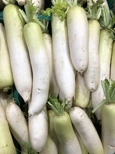 Raphanus raphanistrum subsp. sativus / Raphanus sativus var. longipinnatus - Daikon, Mooli - Image 2